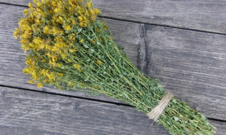 Куплю траву звіробою - фото № 1