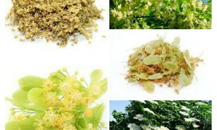 КУПЛЮ цвіт ЛИПИ цвет липы - фото № 2