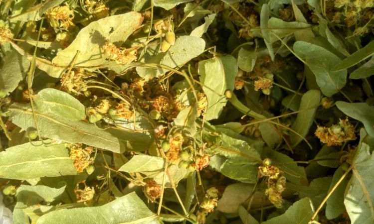 КУПЛЮ цвіт ЛИПИ цвет липы - фото № 3