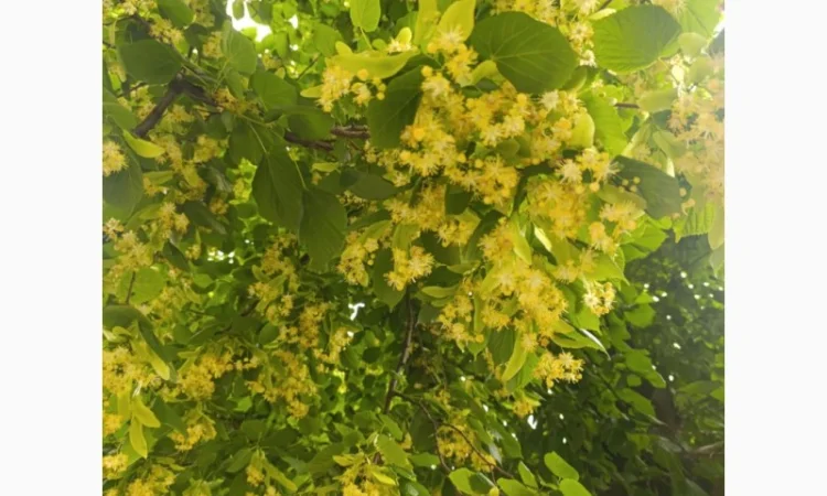 Куплю липу - фото № 1