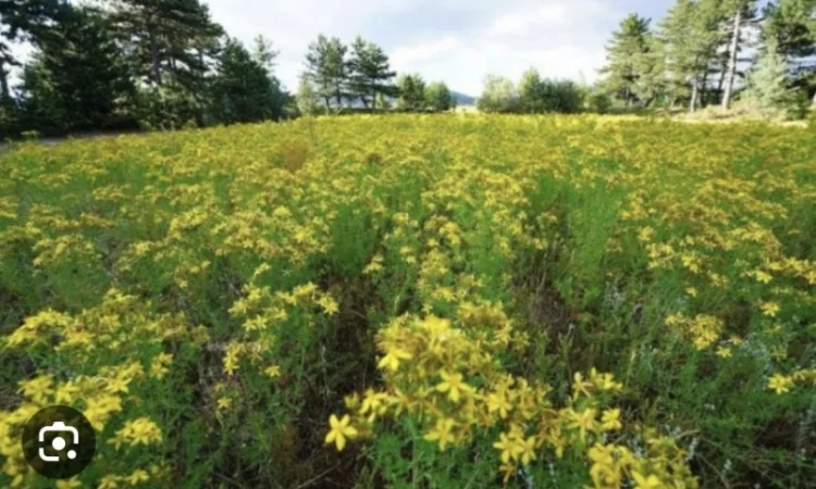 Куплю звіробій - фото № 1