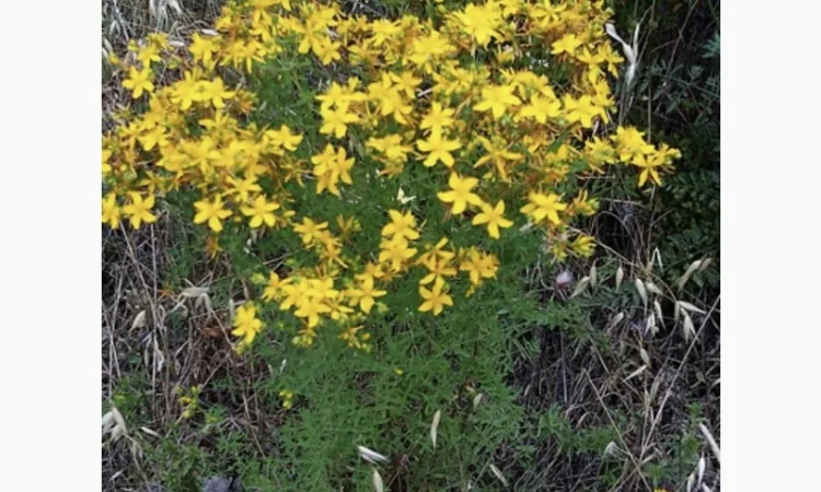 Куплю звіробій - фото № 2