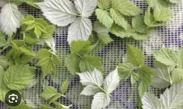 Куплю (сирий та сухий) лист малини - фото № 2