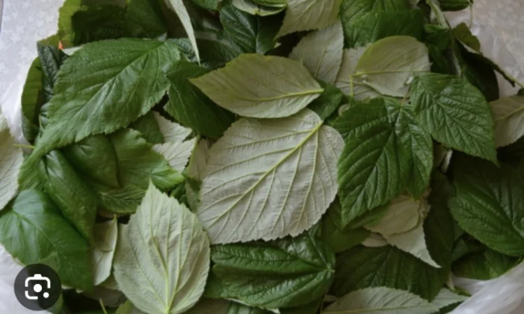 Куплю (сирий та сухий) лист малини - фото № 3
