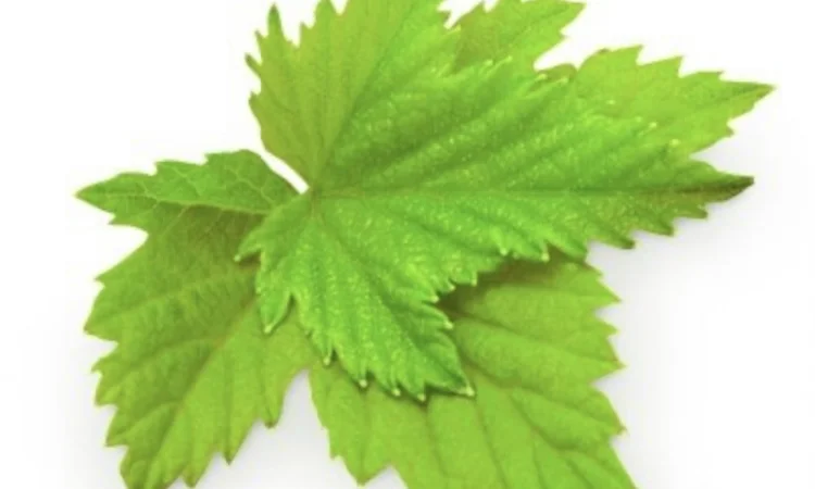 Куплю (сирий та сухий) лист малини - фото № 5