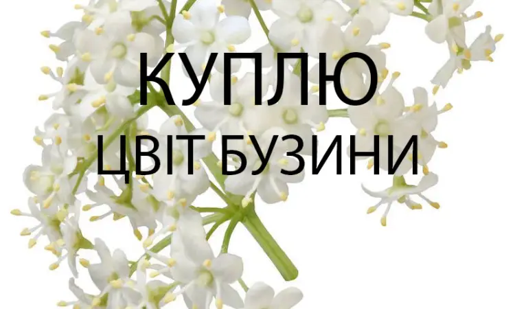 Куплю свежесорванный цвет бузины оптом - фото № 1