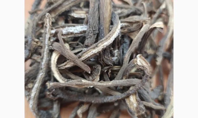 Куплю коріння лопуха - фото № 1