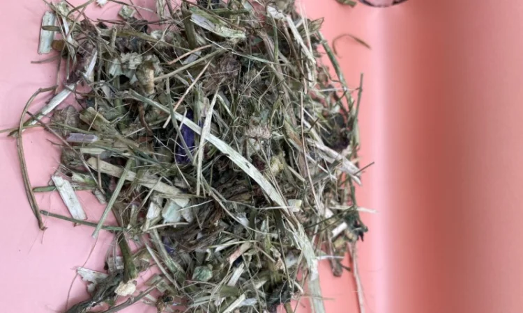 Куплю Лікарські Рослини - фото № 2