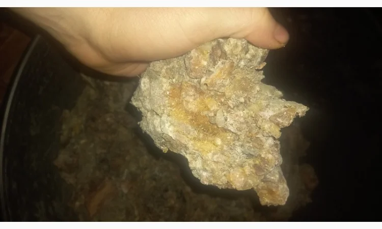 Продам живицю ялову суху( смерека) - фото № 2