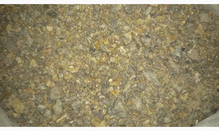 Продам живицю ялову суху( смерека) - фото № 3