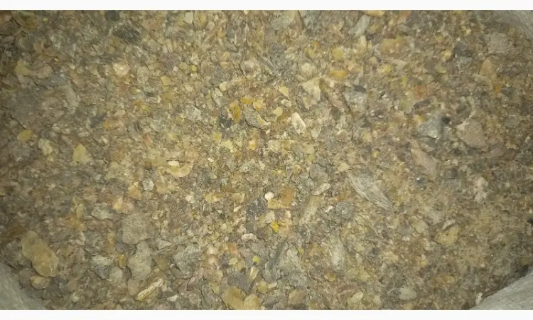 Продам живицю ялову суху( смерека) - фото № 3