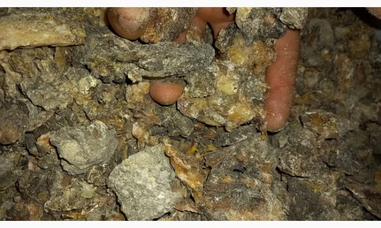 Продам живицю ялову суху( смерека) - фото № 4