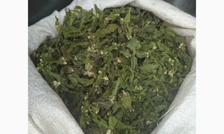 Куплю яснотку - фото № 1