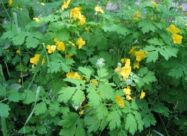 Куплю чистотіл - фото № 1