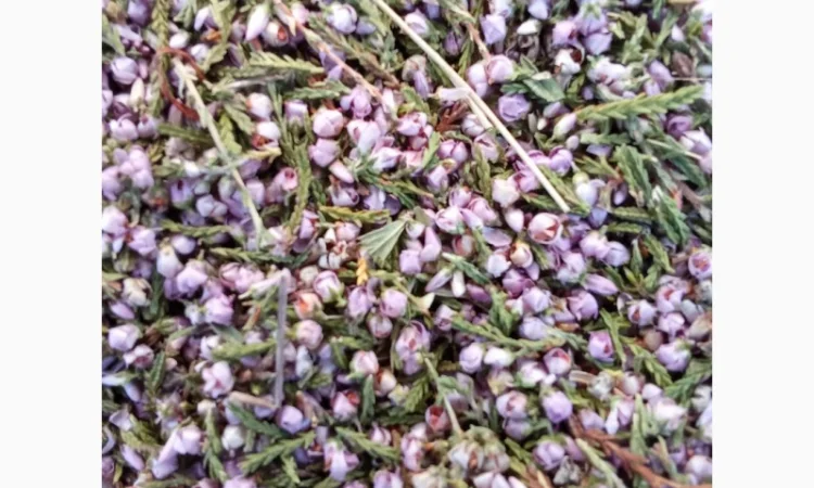 Продам оптом лікарські рослини від 1т - фото № 1