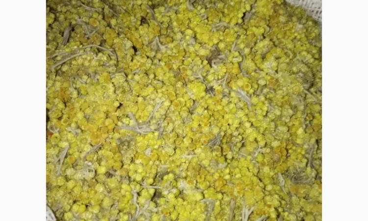 Продам оптом лікарські рослини від 1т - фото № 2