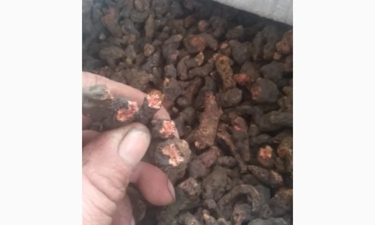 Продам оптом лікарські рослини від 1т - фото № 3