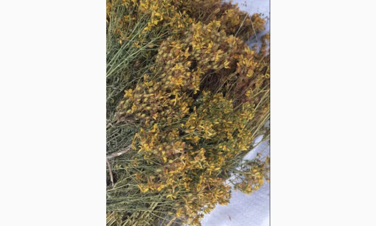 Продам оптом лікарські рослини від 1т - фото № 4