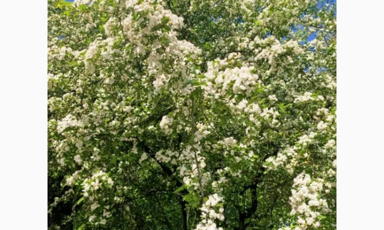 Куплю глід - фото № 1