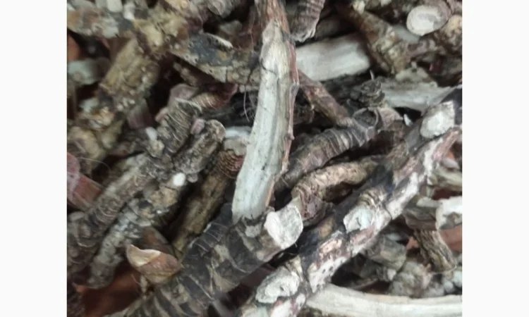 Куплю коріння - фото № 3