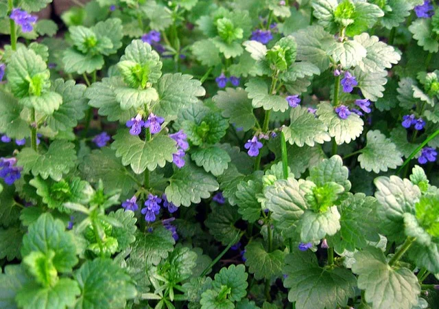 Куплю розхідник траву (будра) - фото № 1