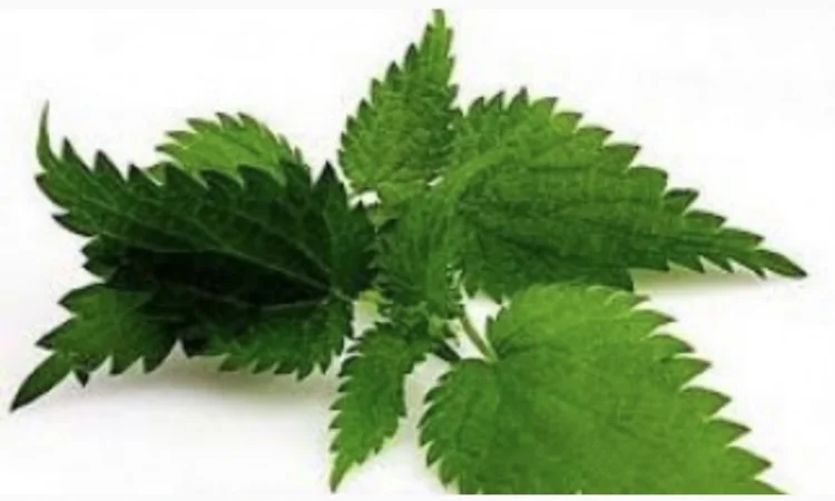 Куплю сирий та сушений лист кропиви - фото № 1