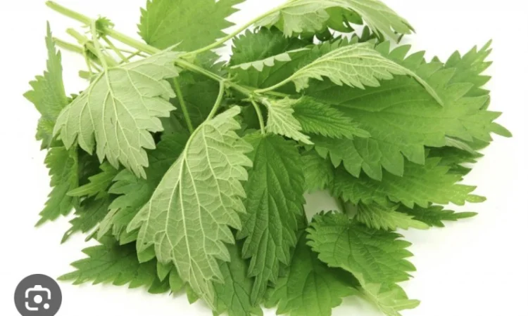 Куплю сирий та сушений лист кропиви - фото № 2