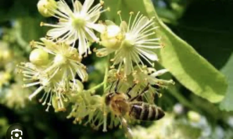 Куплю цвіт липи - фото № 2