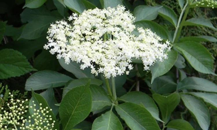 Купуємо цвіт бузини - фото № 1