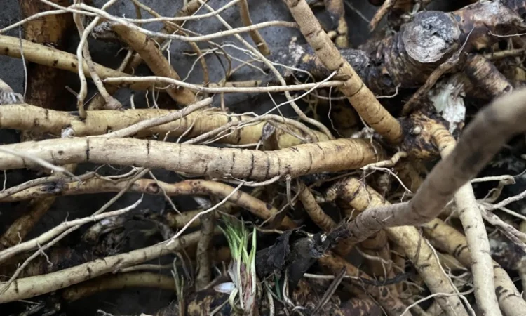 Куплю Корніь Аіру - фото № 1