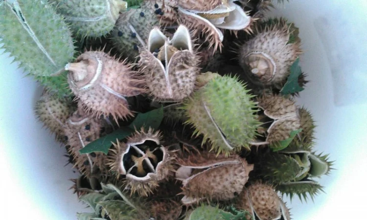 Дурман семена (Datura) в коробочке - фото № 1