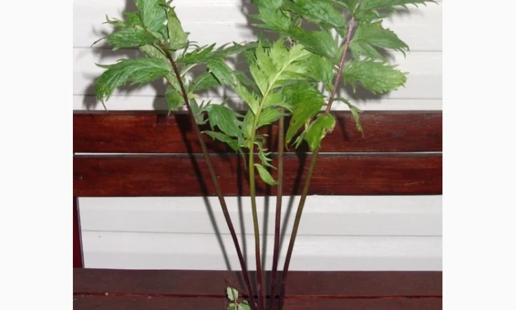 Валериана лекарственная (саженцы) - фото № 1