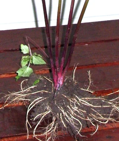 Валериана лекарственная (саженцы) - фото № 2