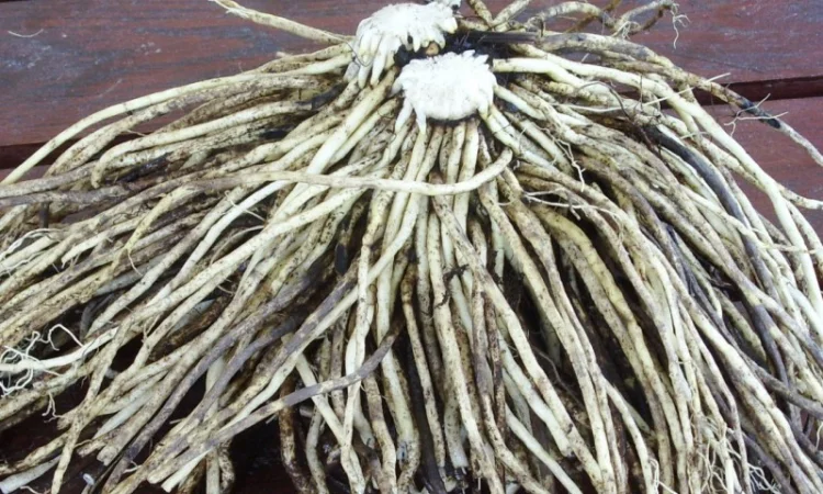 Корень чемерицы (кукольника) сухой - фото № 1