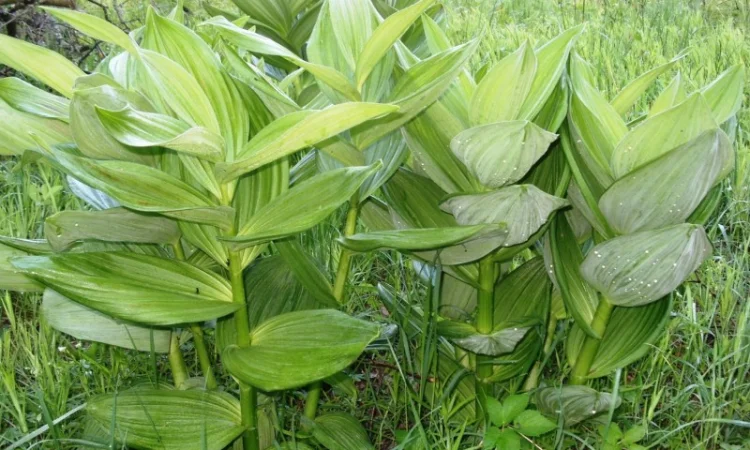 Корень чемерицы (кукольника) сухой - фото № 2