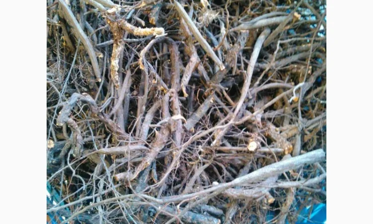 Лапчатка белая - корень - фото № 1