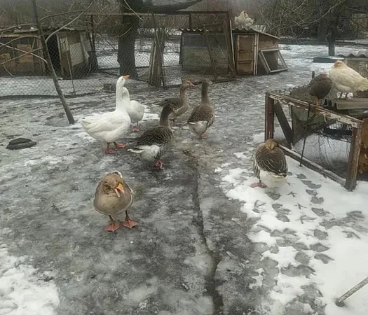 Продам гусей породы Большая серая, живой вес - фото № 1