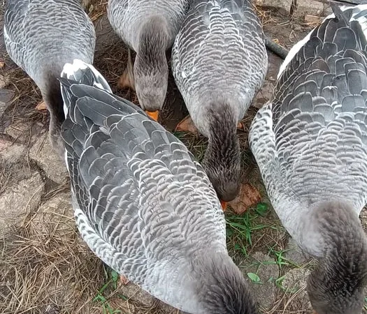 Продажа молодых гусей живым весом, 9 месяцев - фото № 1