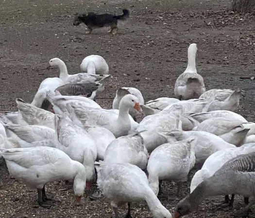 Продаж білих гусей Легард живою вагою та тушками - фото № 1
