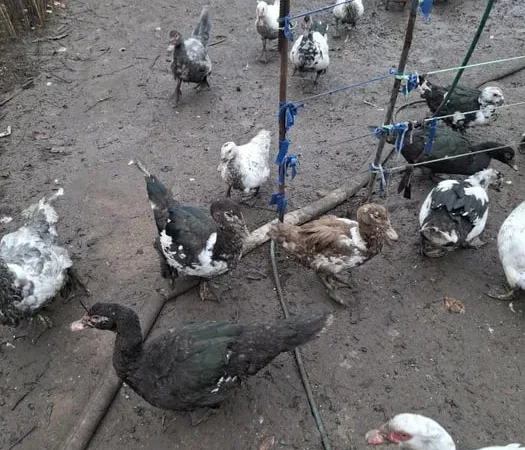 Продажа гусей и уток живым весом или тушкой - фото № 1