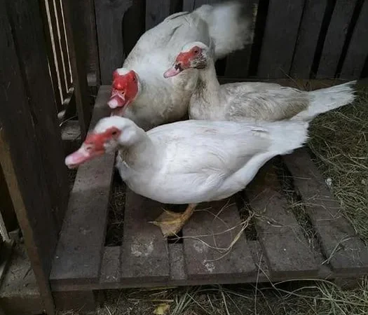 Продажа индоуток и гусей живым весом - фото № 1
