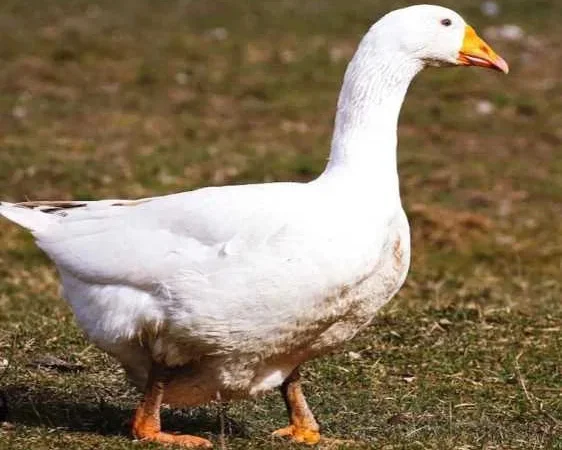 Продаж домашніх гусей живою вагою - фото № 1