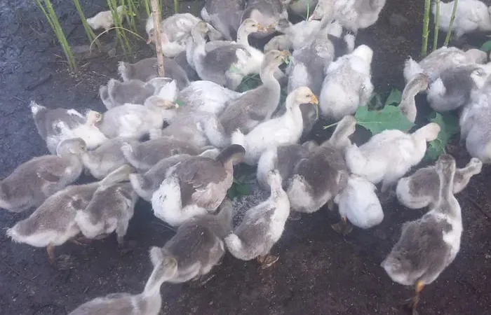 Продажа домашних подрощенных гусей живым весом - фото № 1