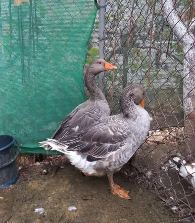 Продажа домашних гусей 6 месяцев живым весом - фото № 1