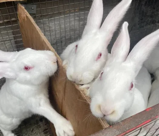 Продажа племенных кроликов живым весом - фото № 1