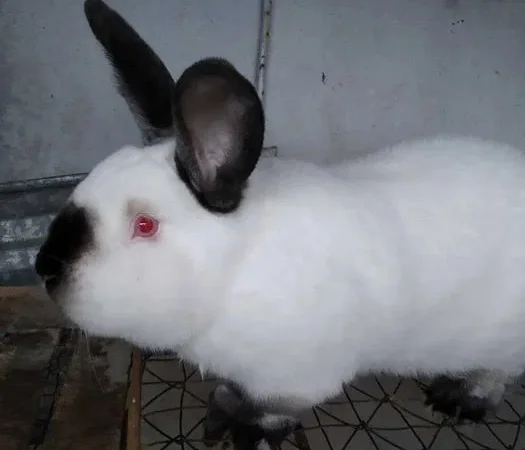 Продажа кроликов калифорнийской породы на мясо - фото № 1