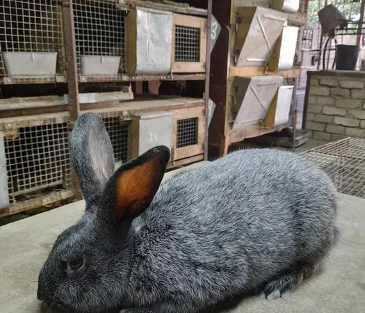 Продажа кроликов разных пород, живой вес - фото № 1