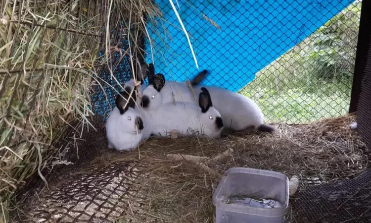 Продажа племенных кроликов на мясо - фото № 1