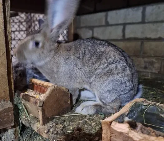 Продажа кроликов великанов, живой вес - фото № 1