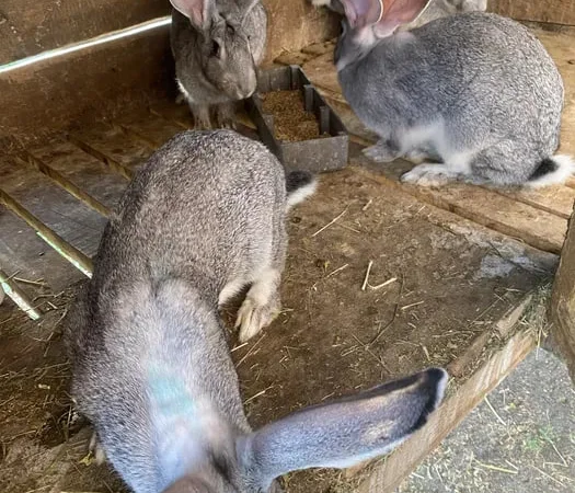 Продажа кроликов шиншилла, живой вес - фото № 1